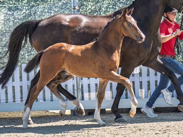 Westphalian Stallion  Brown in M&#xFC;nster Handorf