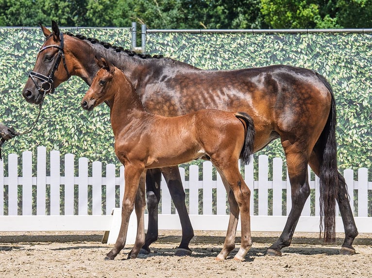 Westphalian Stallion  Brown in M&#xFC;nster Handorf