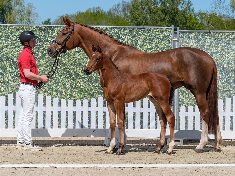 Westphalian Stallion Foal (03/2026) Brown in Münster-Handorf