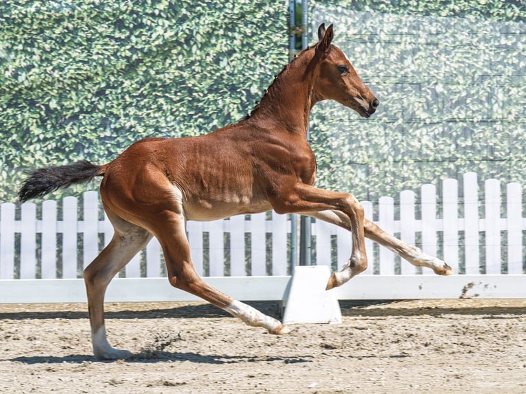 Westphalian Stallion  Brown in M&#xFC;nster Handorf