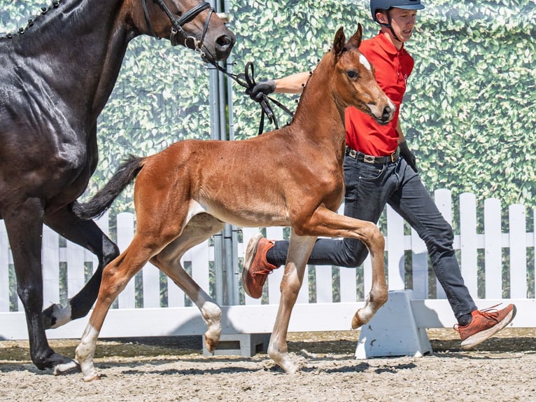 Westphalian Stallion  Brown in M&#xFC;nster Handorf