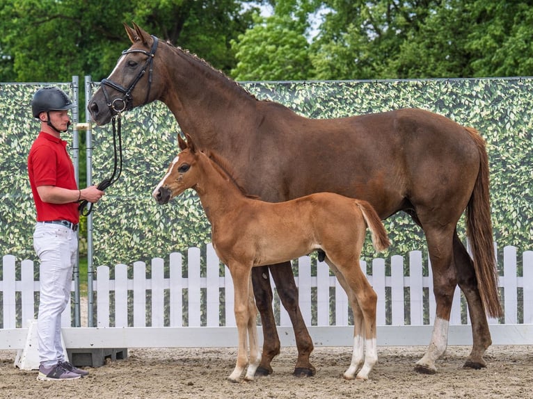 Westphalian Stallion  Brown in M&#xFC;nster Handorf