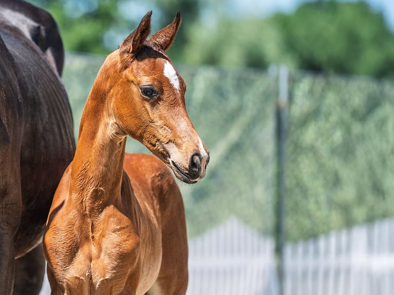 Westphalian Stallion  Brown in M&#xFC;nster Handorf