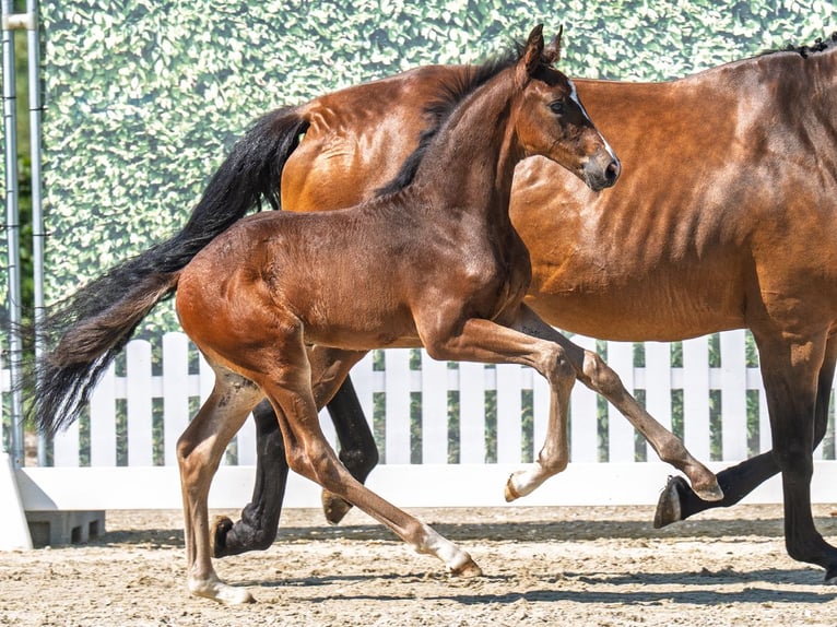 Westphalian Stallion  Brown in M&#xFC;nster Handorf