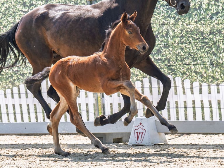 Westphalian Stallion  Brown in M&#xFC;nster Handorf