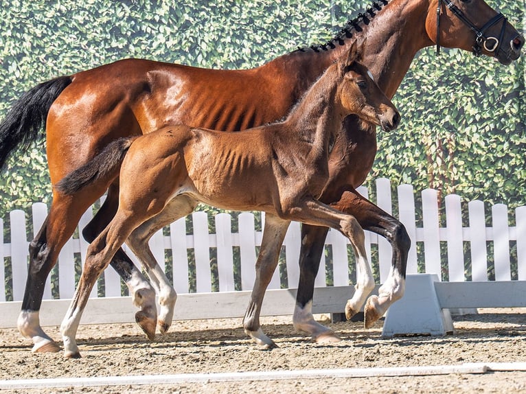 Westphalian Stallion  Brown in M&#xFC;nster Handorf