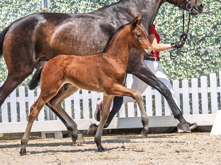 Westphalian Stallion  Brown in M&#xFC;nster Handorf