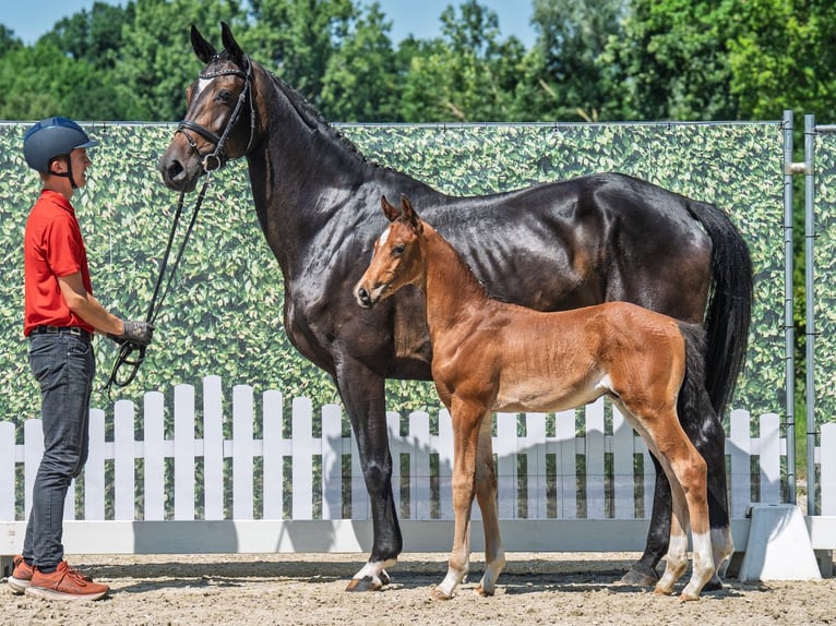 Westphalian Stallion  Brown in M&#xFC;nster Handorf