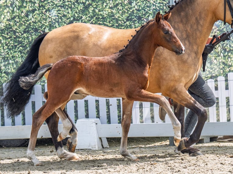Westphalian Stallion  Brown in M&#xFC;nster Handorf