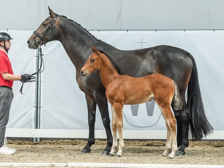 Westphalian Stallion Foal (05/2024) Brown in Münster-Handorf