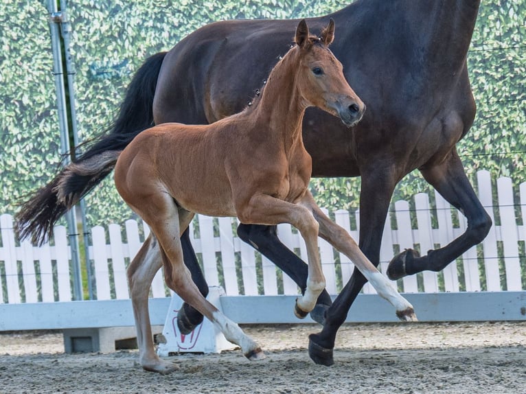Westphalian Stallion  Brown in M&#xFC;nster Handorf
