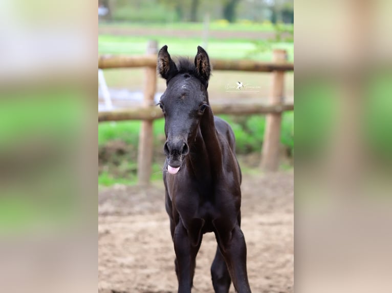 Westphalian Stallion Foal (04/2024) Brown in Neuenkirchen Vörden