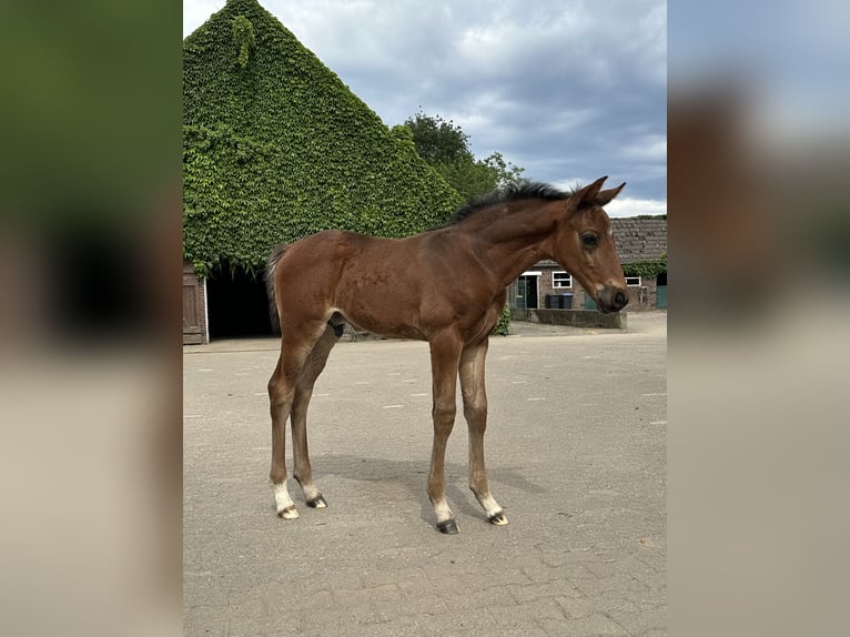 Westphalian Stallion Foal (05/2024) Brown in Rees