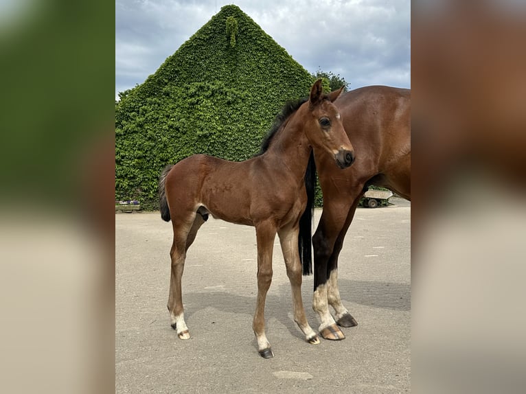 Westphalian Stallion Foal (05/2024) Brown in Rees