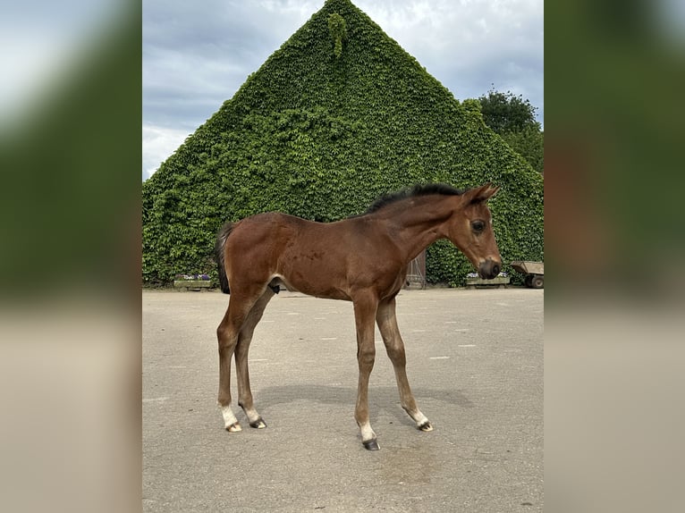 Westphalian Stallion Foal (05/2024) Brown in Rees