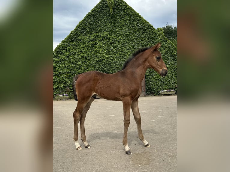 Westphalian Stallion Foal (05/2024) Brown in Rees