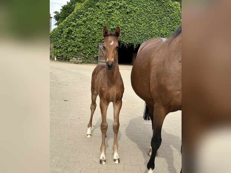 Westphalian Stallion Foal (05/2024) Brown in Rees