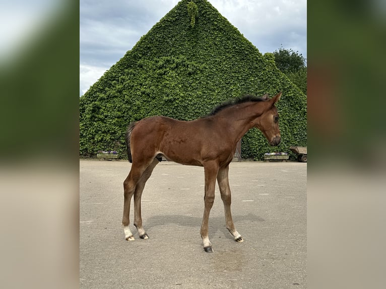 Westphalian Stallion Foal (05/2024) Brown in Rees