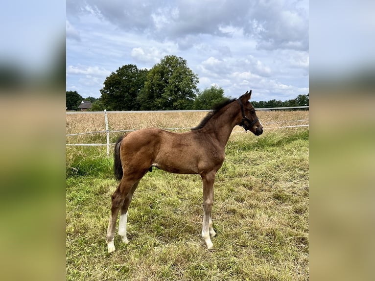 Westphalian Stallion Foal (05/2024) Brown in Rietberg