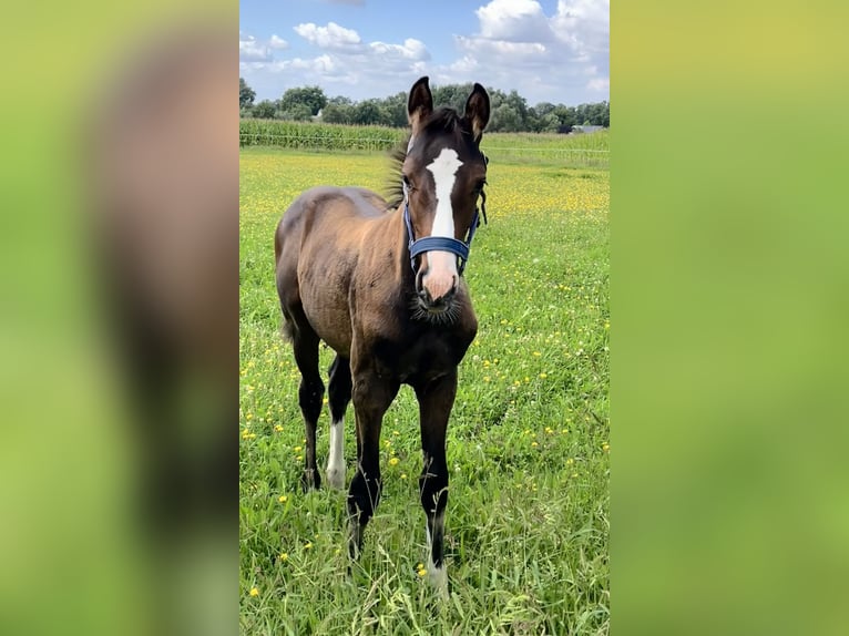 Westphalian Stallion Foal (05/2024) Brown in Rietberg