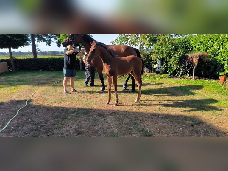 Westphalian Stallion Foal (06/2026) Brown in Ringe