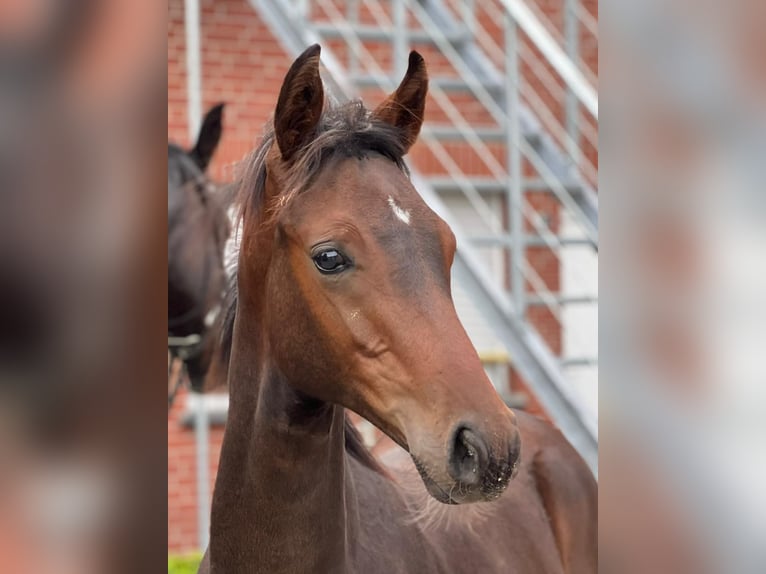 Westphalian Stallion Foal (04/2023) Brown in Senden