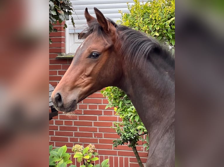 Westphalian Stallion Foal (04/2023) Brown in Senden