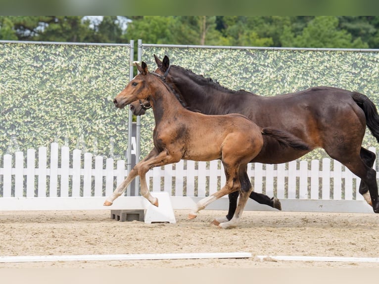Westphalian Stallion Foal (05/2025) Brown in Gladbeck