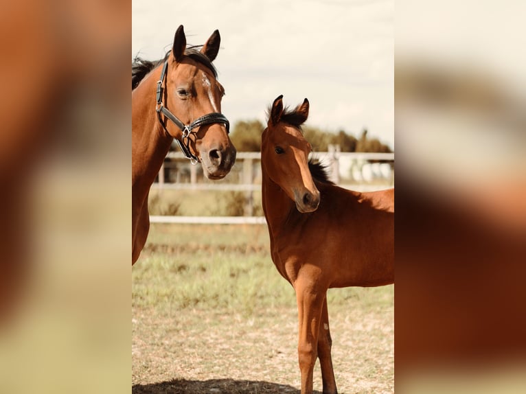 Westphalian Stallion Foal (03/2025) Brown in Soest