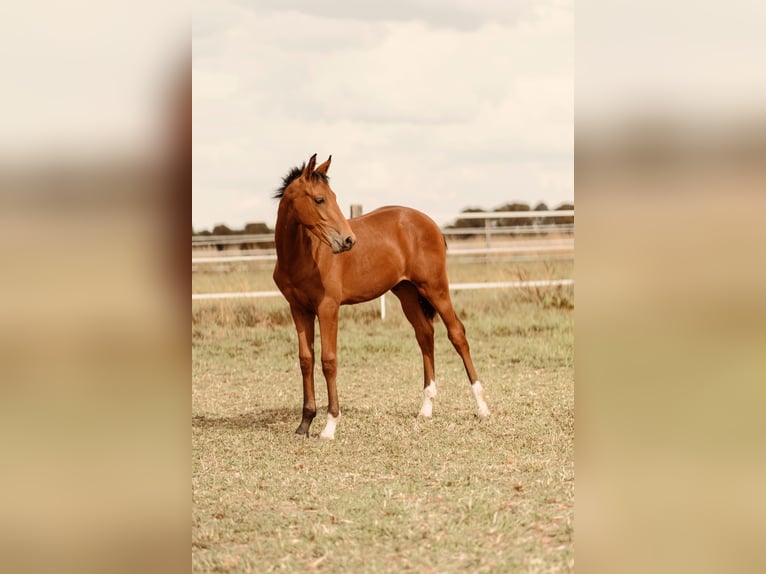 Westphalian Stallion Foal (03/2025) Brown in Soest