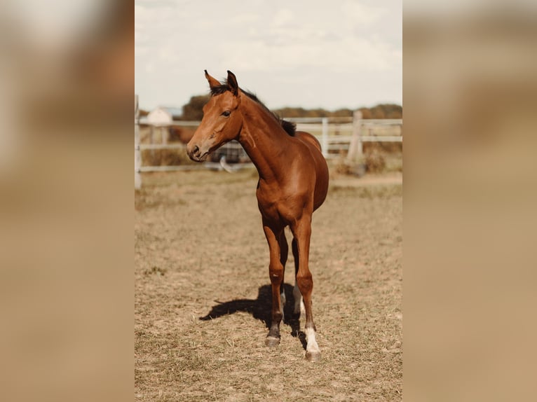 Westphalian Stallion Foal (03/2025) Brown in Soest
