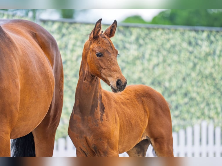 Westphalian Stallion Foal (03/2025) Brown in Soest