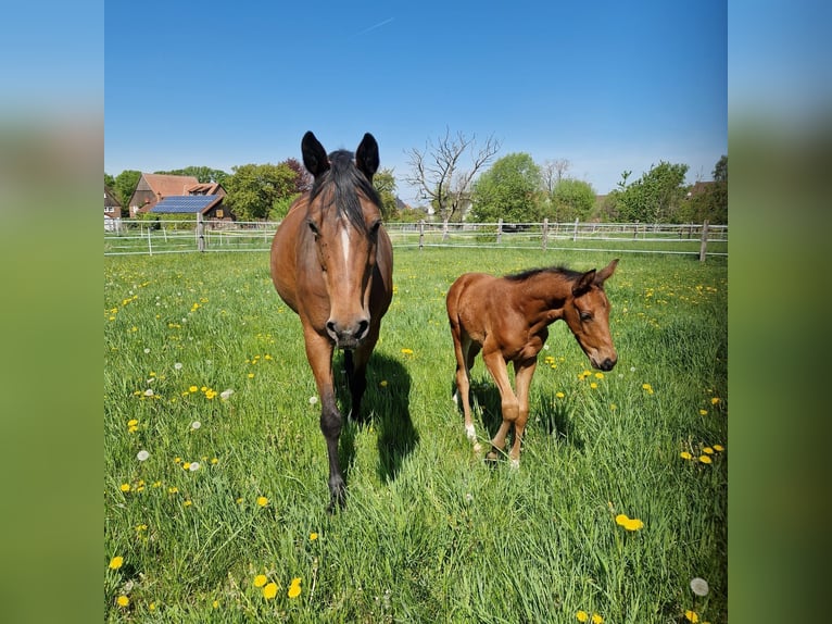 Westphalian Stallion  Brown in Soest