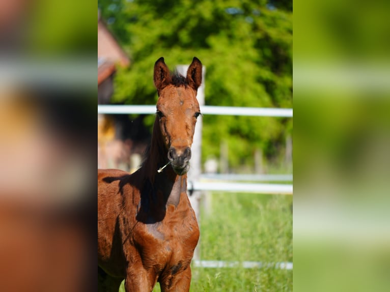 Westphalian Stallion  Brown in Soest
