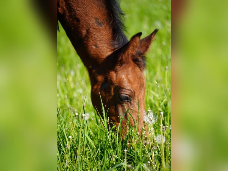 Westphalian Stallion Foal (03/2025) Brown in Soest
