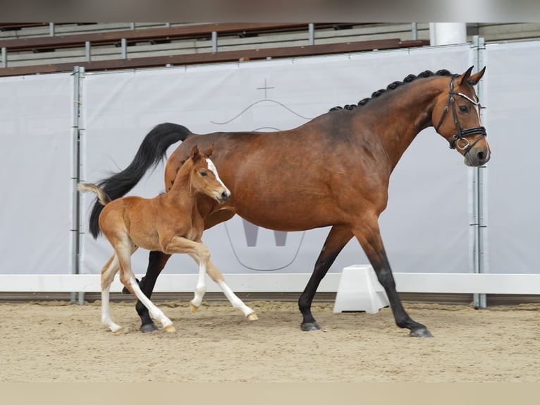 Westphalian Stallion Foal (03/2024) Brown in Soest