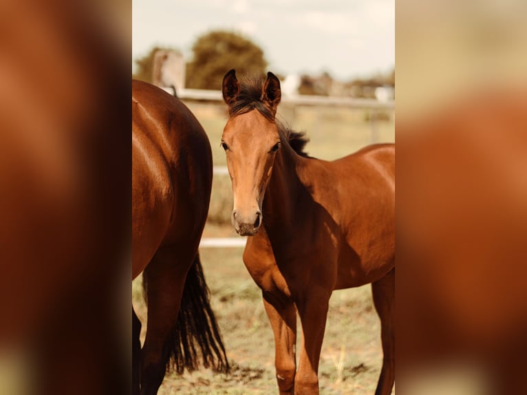 Westphalian Stallion Foal (03/2025) Brown in Soest