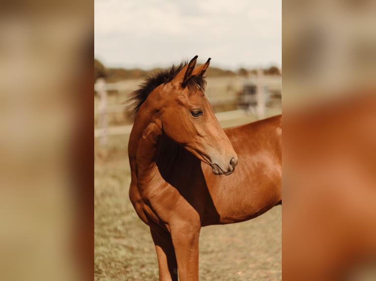Westphalian Stallion Foal (03/2025) Brown in Soest