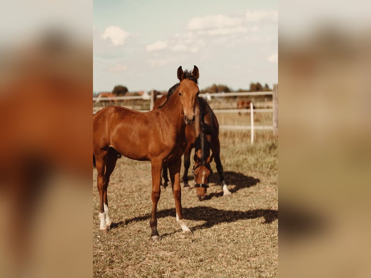Westphalian Stallion Foal (03/2025) Brown in Soest