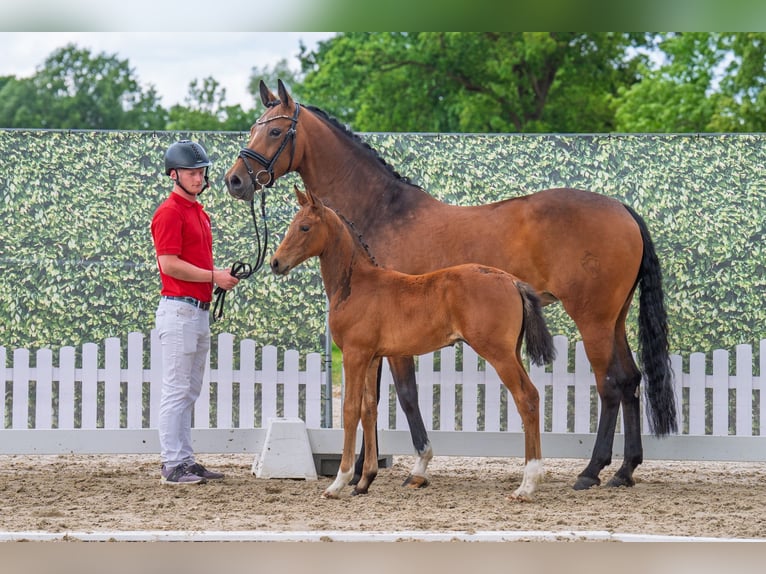 Westphalian Stallion  Brown in Soest