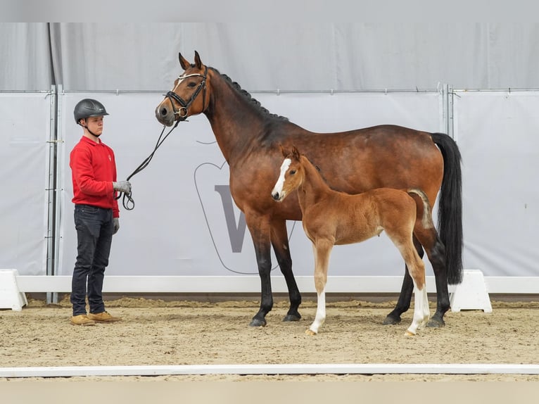 Westphalian Stallion Foal (03/2024) Brown in Soest