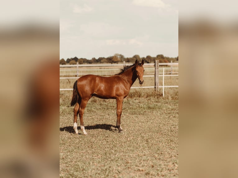 Westphalian Stallion Foal (03/2025) Brown in Soest