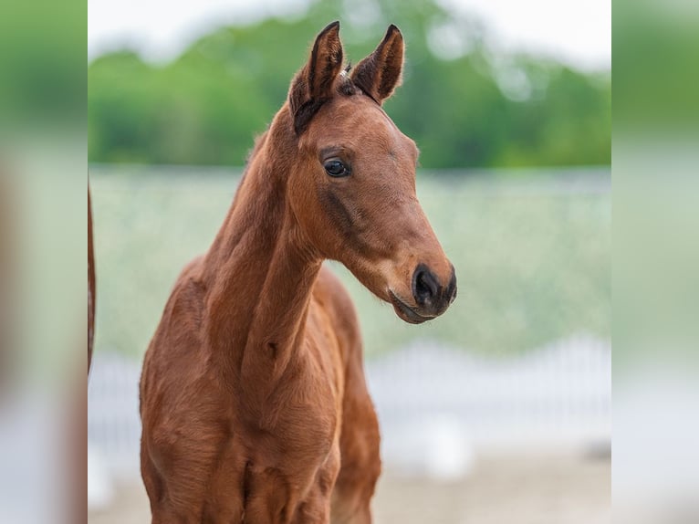 Westphalian Stallion Foal (04/2026) Brown in Wettringen
