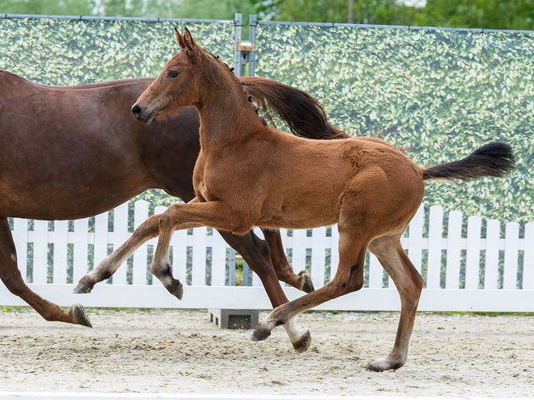 Westphalian Stallion Foal (03/2026) Brown in Wettringen