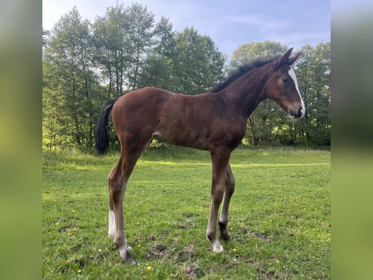 Westphalian Stallion Foal (04/2026) Brown in Wipperfürth