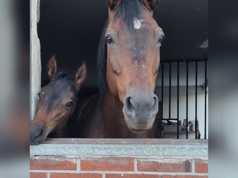 Westphalian Stallion Foal (04/2024) Brown in Schermbeck