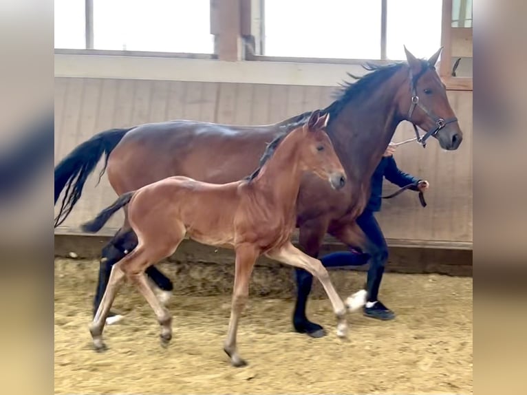 Westphalian Stallion  Brown-Light in Oer-Erkenschwick