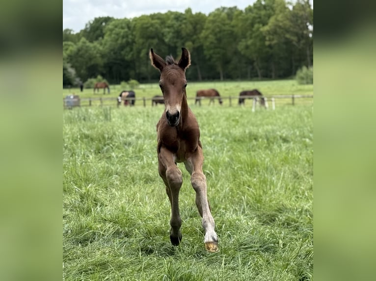 Westphalian Stallion  Brown-Light in Oer-Erkenschwick
