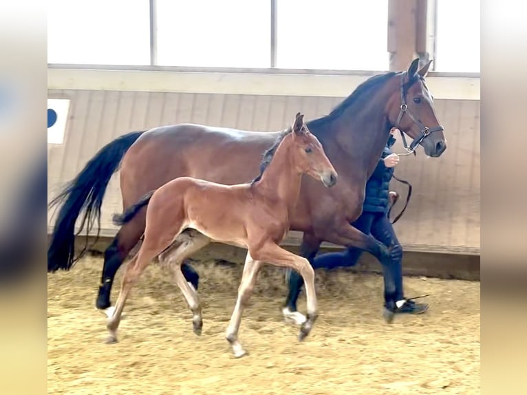 Westphalian Stallion  Brown-Light in Oer-Erkenschwick