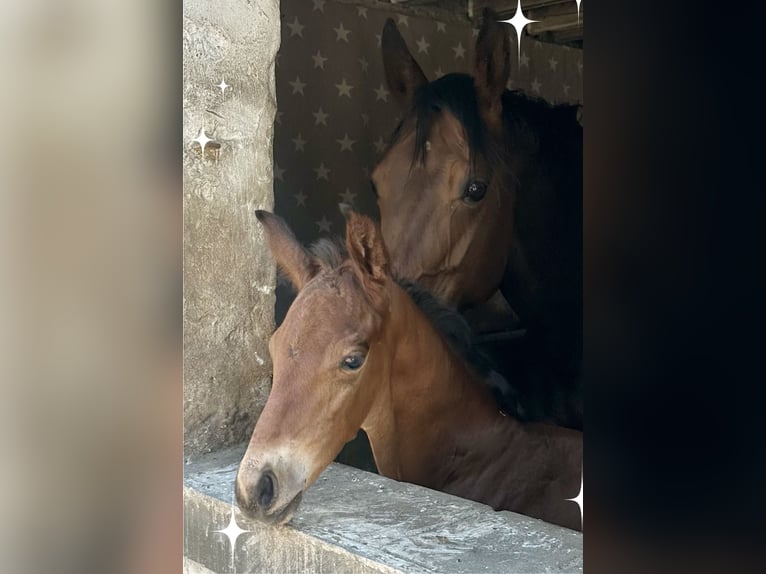 Westphalian Stallion  Brown-Light in Oer-Erkenschwick